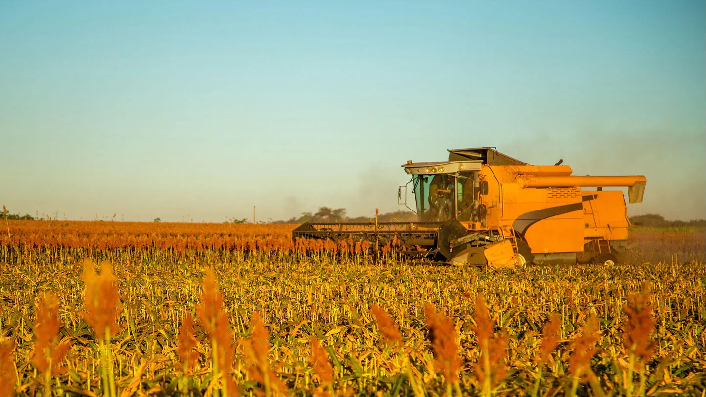A combine harvesting a field of sorghum